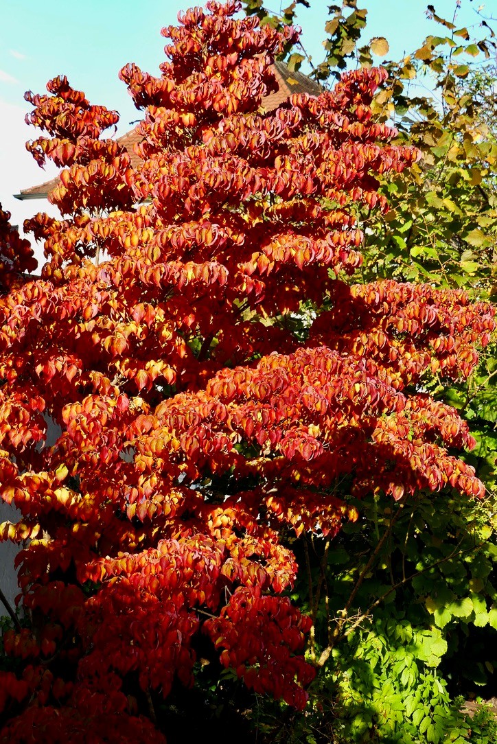 B&auml;ume und Gr&uuml;n im herbstlichen Landshut