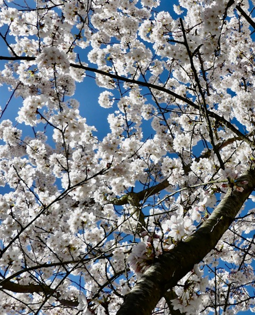 Der Hauptfriedhof - Ort des Lebens